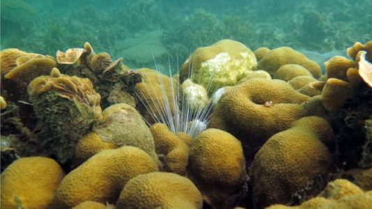 Arrecife improbable de Colombia ofrece esperanza para el coral en todo el mundo