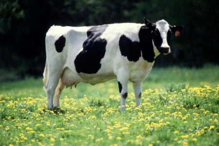 Un hombre le disparó a una vaca preñada y fue sentenciado a prisión