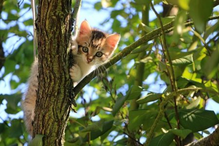Día Internacional del Gato: 5 hechos raros que quizás no sepas sobre los gatos