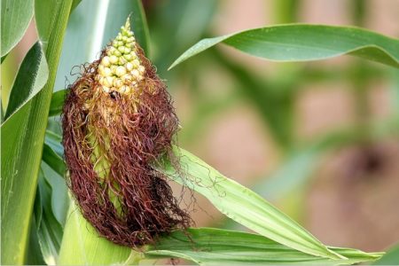 El cambio climático podría significar más insectos y cosas malas para las cosechas del mundo