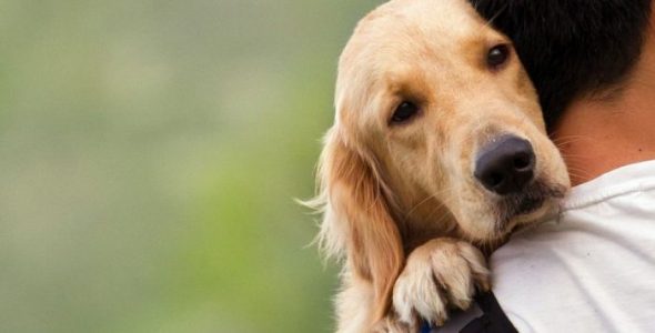¿Qué debes hacer con tus mascotas durante un huracán?