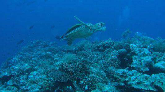 Palau es el primer país del mundo en prohibir los filtros solares que dañan los arrecifes de coral