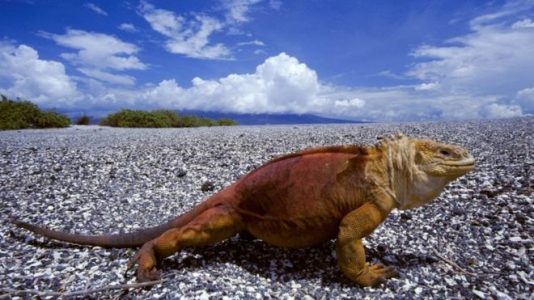 Fuegos artificiales prohibidos en las Galápagos para proteger la vida silvestre