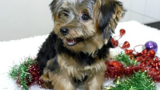 Los veterinarios que tratan a las pobres mascotas en navidad