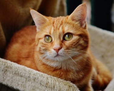 Este gato llega al rescate y abre la puerta para que su dueño no se quede fuera