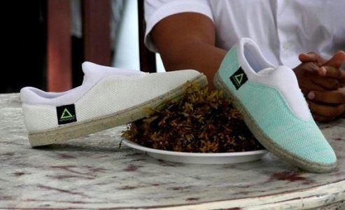 Pioneros de México hacen zapatos reciclados de algas