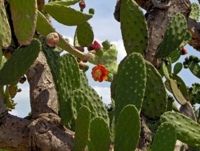 El “oro verde” de México: la compañía que alimenta automóviles con jugo de cactus