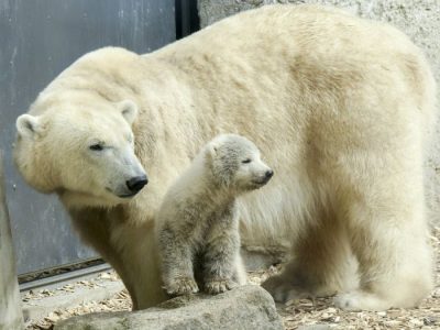 El nuevo oso polar del zoológico de Berlín es el adorable rayo de luz que necesitamos