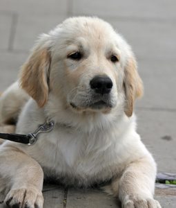 Todo lo que debes saber antes de comprar o adoptar a un perro