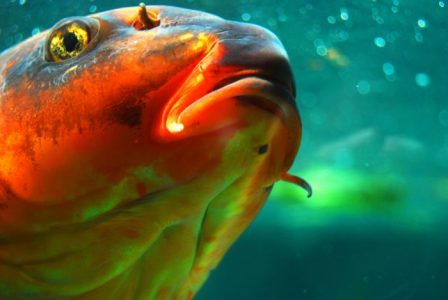 ¿Cómo el calentamiento de los océanos puede cegar a las criaturas del mar?
