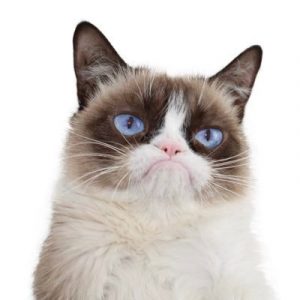 Muere la leyenda de internet Grumpy Cat