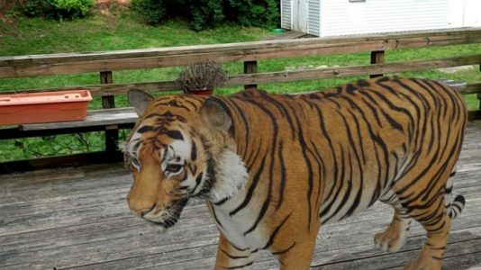 La búsqueda de Google de realidad aumentada saca a los animales de la pantalla y los lleva a tu habitación