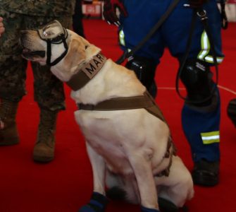 La famosa Frida, perra de rescate mexicana, se retira de la línea del deber