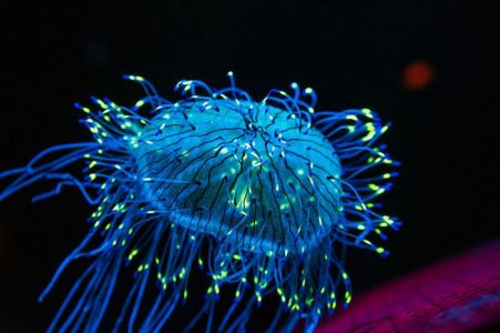 ¿Es incontable el número de especies en la Tierra?