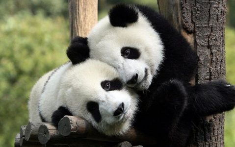 Cachorros de panda gigante nacen en el zoológico de Berlín