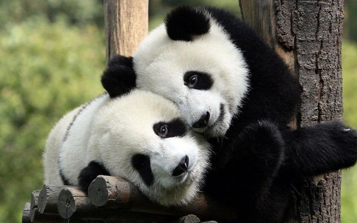 Cachorros de panda gigante nacen en el zoológico de Berlín
