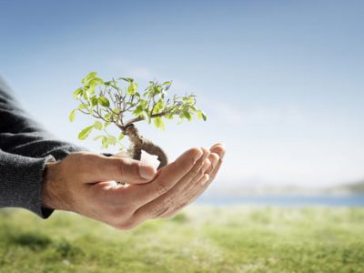 Cambio climático: ¿Qué se está haciendo en todo el mundo para plantar árboles?