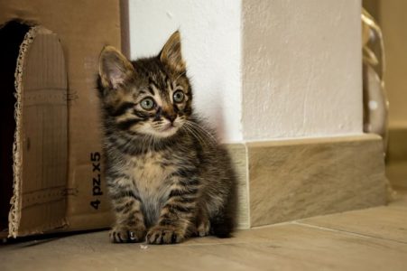 Los gatos realmente se conectan con las personas, incluso si no lo demuestran