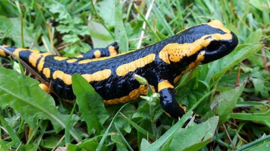 Estudio encuentra que los humanos tienen la capacidad de la “salamandra” para regenerar cartílago