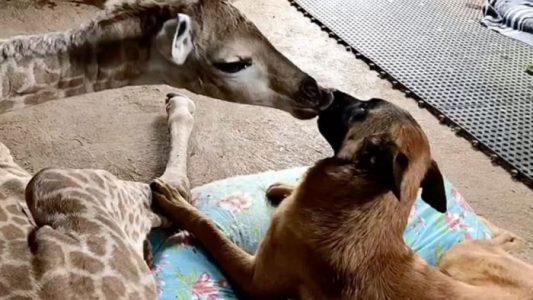 Alerta tierna de amistad: perro vigila a jirafa bebé abandonada