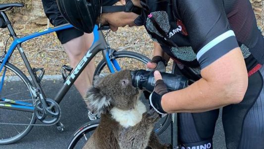 Koala sediento se acerca a ciclistas y toma de su agua