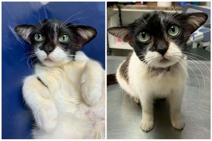 He aquí: una gata preciosa que se parece a Baby Yoda