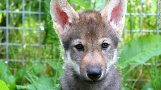 Los cachorros de lobo, como los perros domesticados, adoran jugar a buscar la pelota