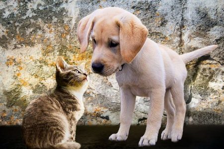 Beneficios (y algo de ciencia sorprendente) sobre ser dueño de una mascota