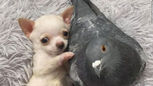 Una paloma que no puede volar se hizo amiga de un cachorro que no puede caminar