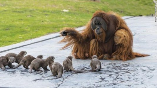 Zoológico comparte adorables fotos de orangutanes jugando con nutrias