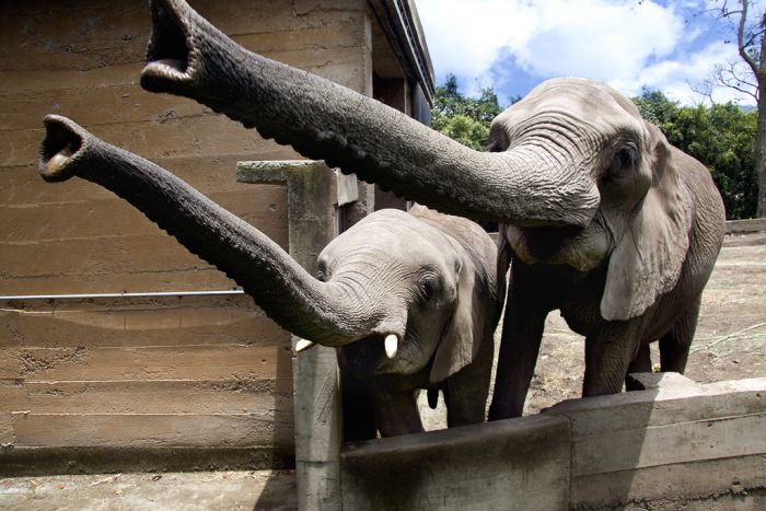 El parque de elefantes de Tailandia promete eliminar los viajes turísticos debido al virus