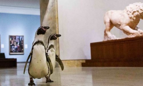 Pingüinos del zoológico de Kansas City hicieron una adorable excursión al museo de arte local