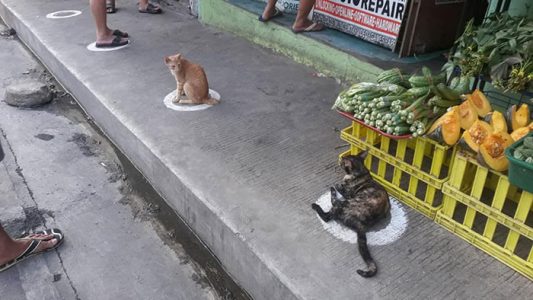 Gatos callejeros en Filipinas respetan las marcas de distancia social en el mercado