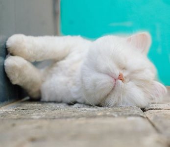 Conoce a este adorable gato ciego y cómo obtuvo una segunda oportunidad en la vida