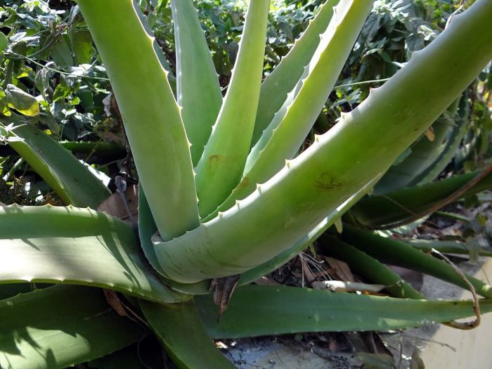 aloe vera para la piel