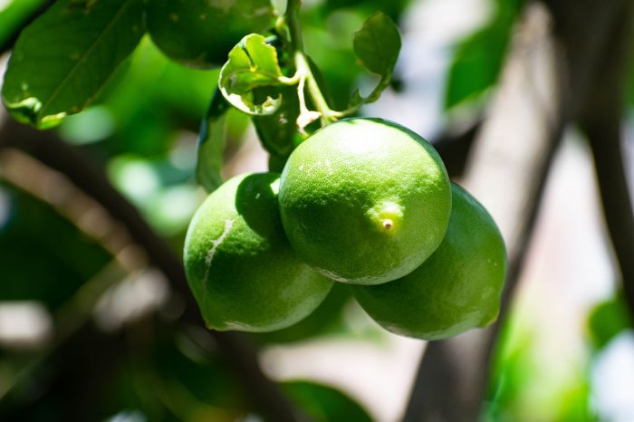 beneficios del limón para la salud