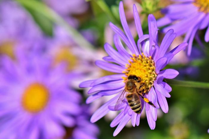 las abejas extraen el néctar