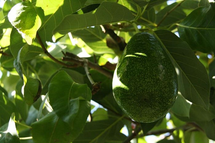 El árbol de aguacate