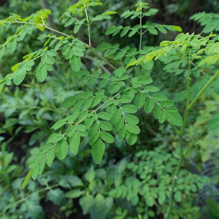 Para qué sirve la moringa