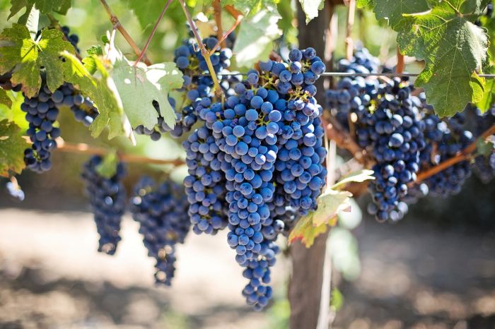 La piel de las uvas contiene resveratrol