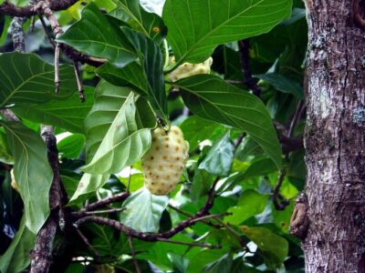Qué es y para qué sirve el noni