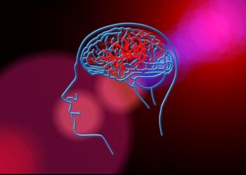 Circulación del cerebro