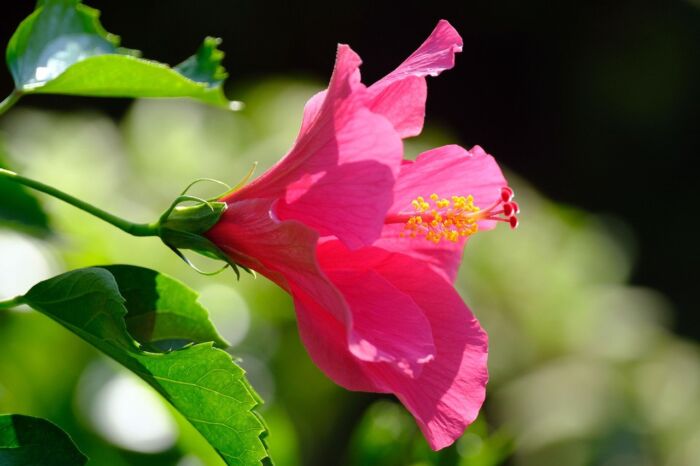 Flor de cayena