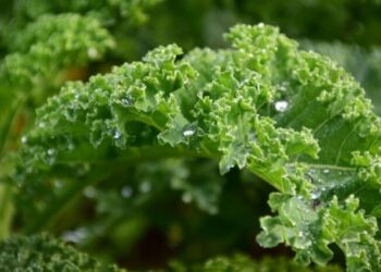 Beneficios del kale