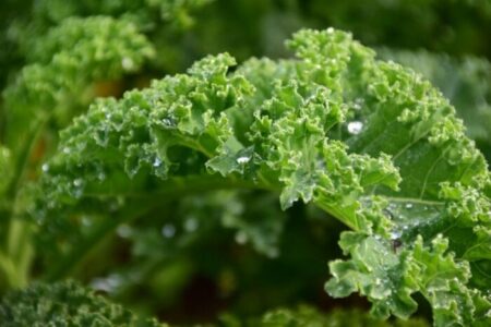 Kale o col rizada: Propiedades y beneficios