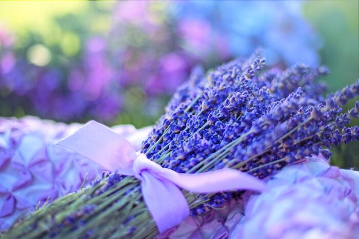 Usos de la lavanda