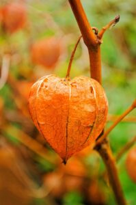 11 beneficios para la salud de Ashwagandha (respaldados por la ciencia)
