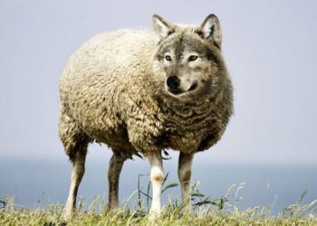 Lobo con piel de cordero