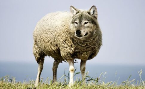 Cómo detectar un lobo con piel de cordero