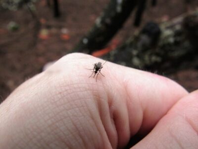 5 maneras de aliviar rápidamente las picaduras de mosquito